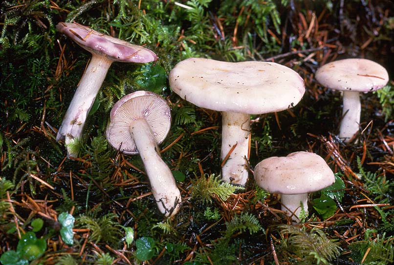 Lactarius pallescens var pallescens